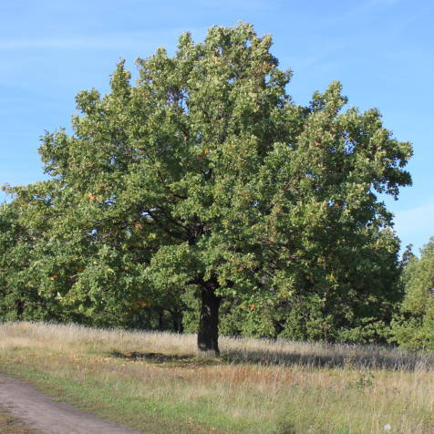 Декоративные растения