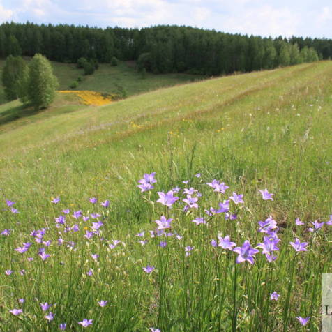 Луга