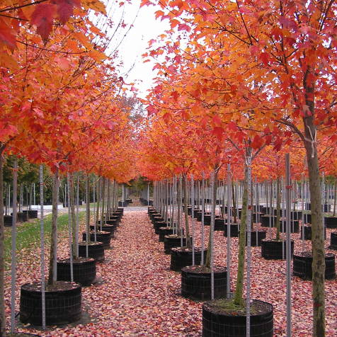 Клен красный Сан Валей - Acer rubrum Sun Valley