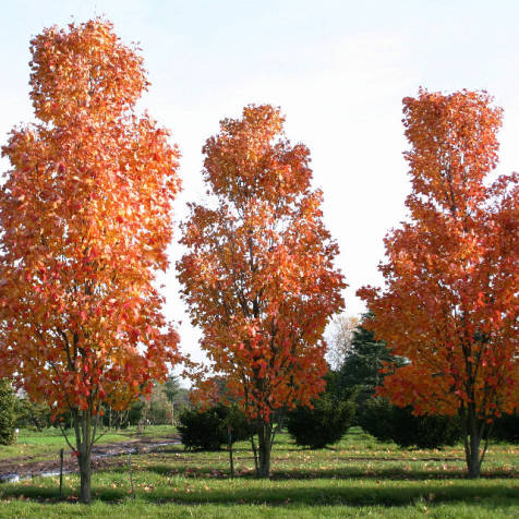 Клен красный Сканлон - Acer rubrum Scanlon