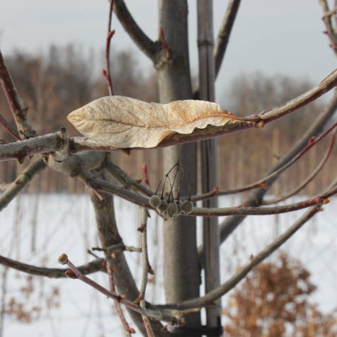 Деревья для ландшафтного дизайна