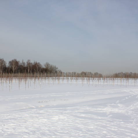 Деревья для ландшафтного дизайна