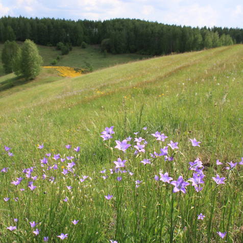 Луга