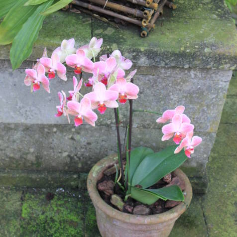 Орхидеи в контейнере в теплице